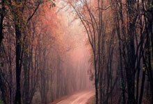 2025年澳网资格赛球员落位 郑钦文首轮对阵托多尼央视体育.